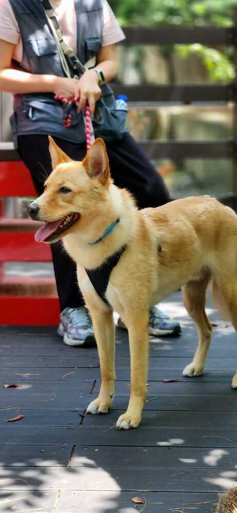 Enlarge Minam, a Adopted Jindo in Long Island City, NY image 1/4
