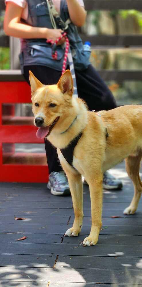 Enlarge Minam, a Adopted Jindo in Long Island City, NY image 2/4