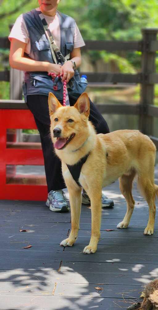 Enlarge Minam, a Adopted Jindo in Long Island City, NY image 3/4