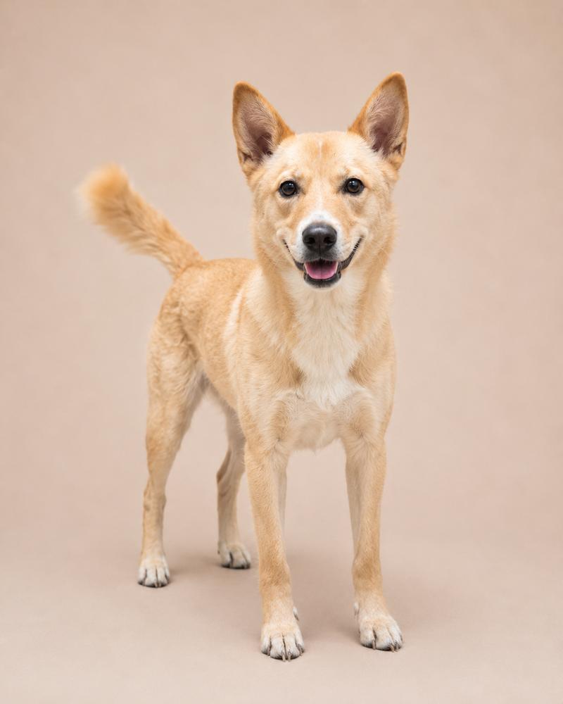 Enlarge Minam, a Adopted Jindo in Long Island City, NY image 4/4