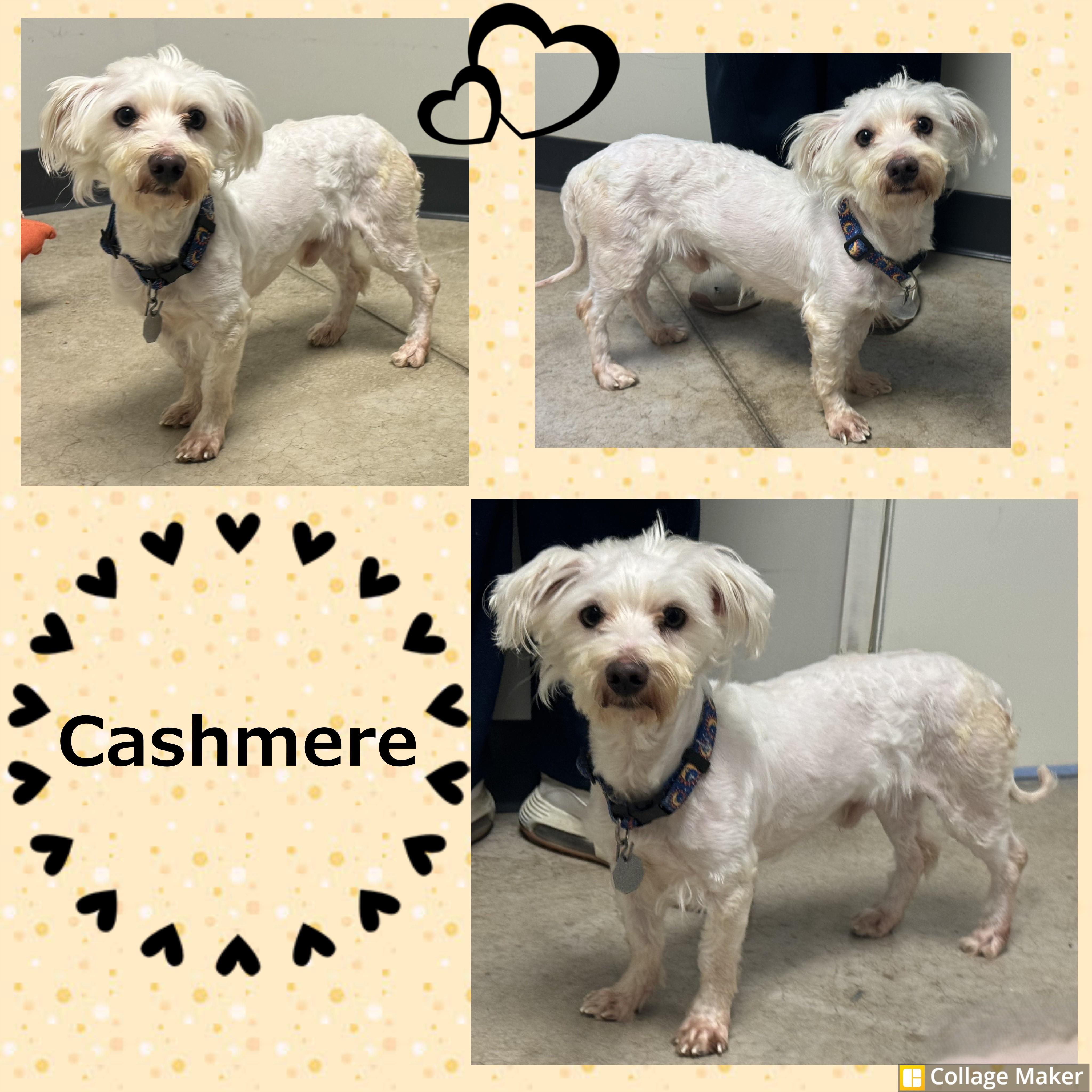 Cashmere, ADOPTABLE, Adult Male Maltese.
