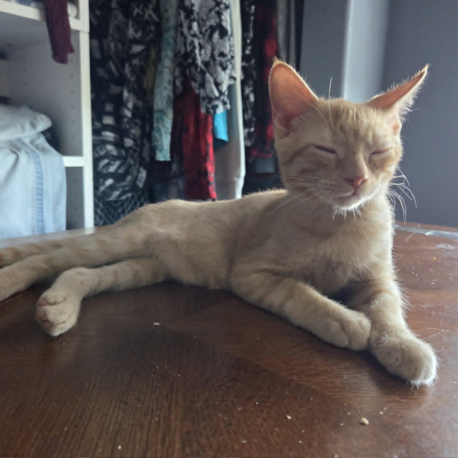 Enlarge HOWIE, an adopted Domestic Short Hair in Loveland, CO image 3/5