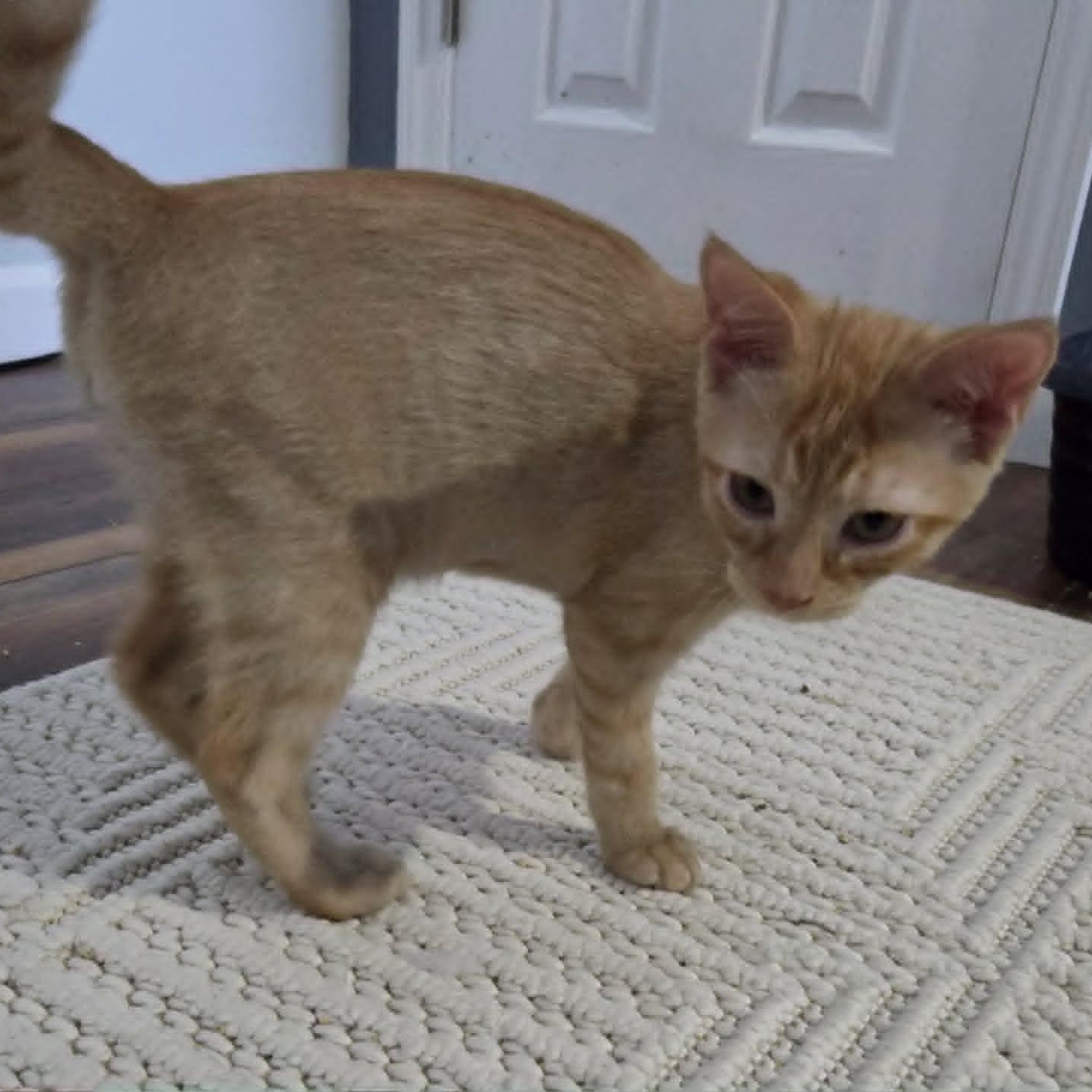 Enlarge HOWIE, an adopted Domestic Short Hair in Loveland, CO image 2/5