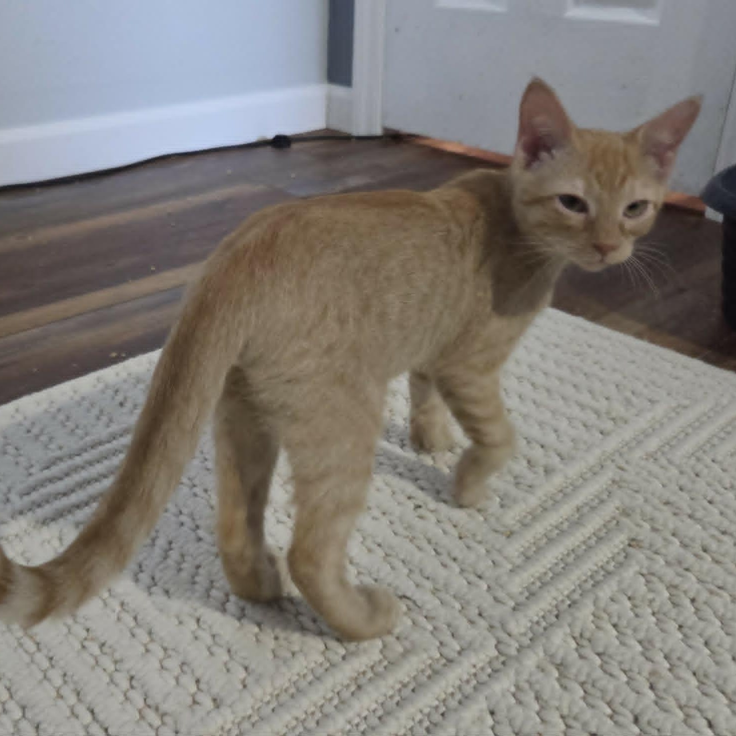 Enlarge HOWIE, an adopted Domestic Short Hair in Loveland, CO image 4/5
