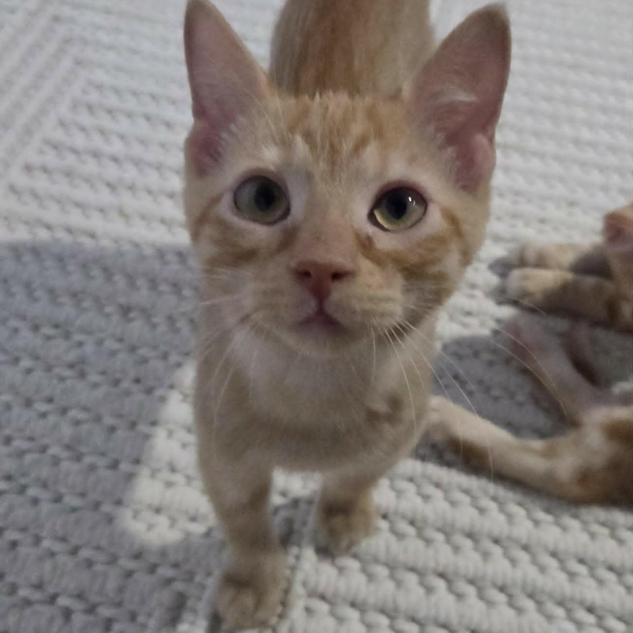 Enlarge HOWIE, an adopted Domestic Short Hair in Loveland, CO image 1/5