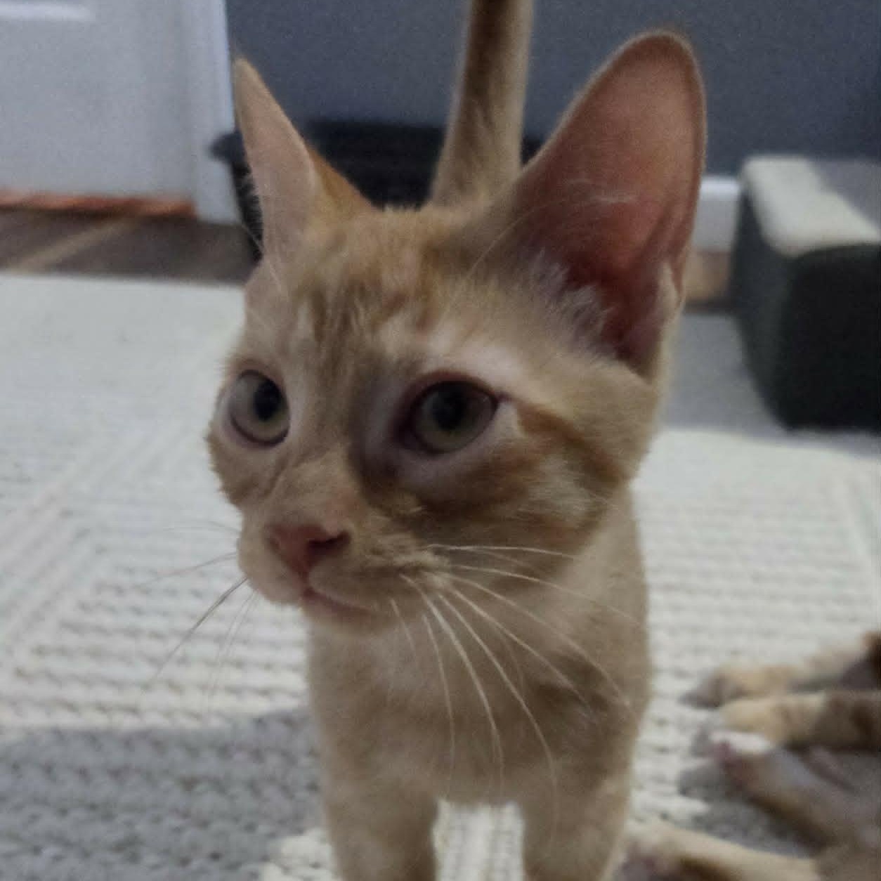 Enlarge HOWIE, an adopted Domestic Short Hair in Loveland, CO image 5/5