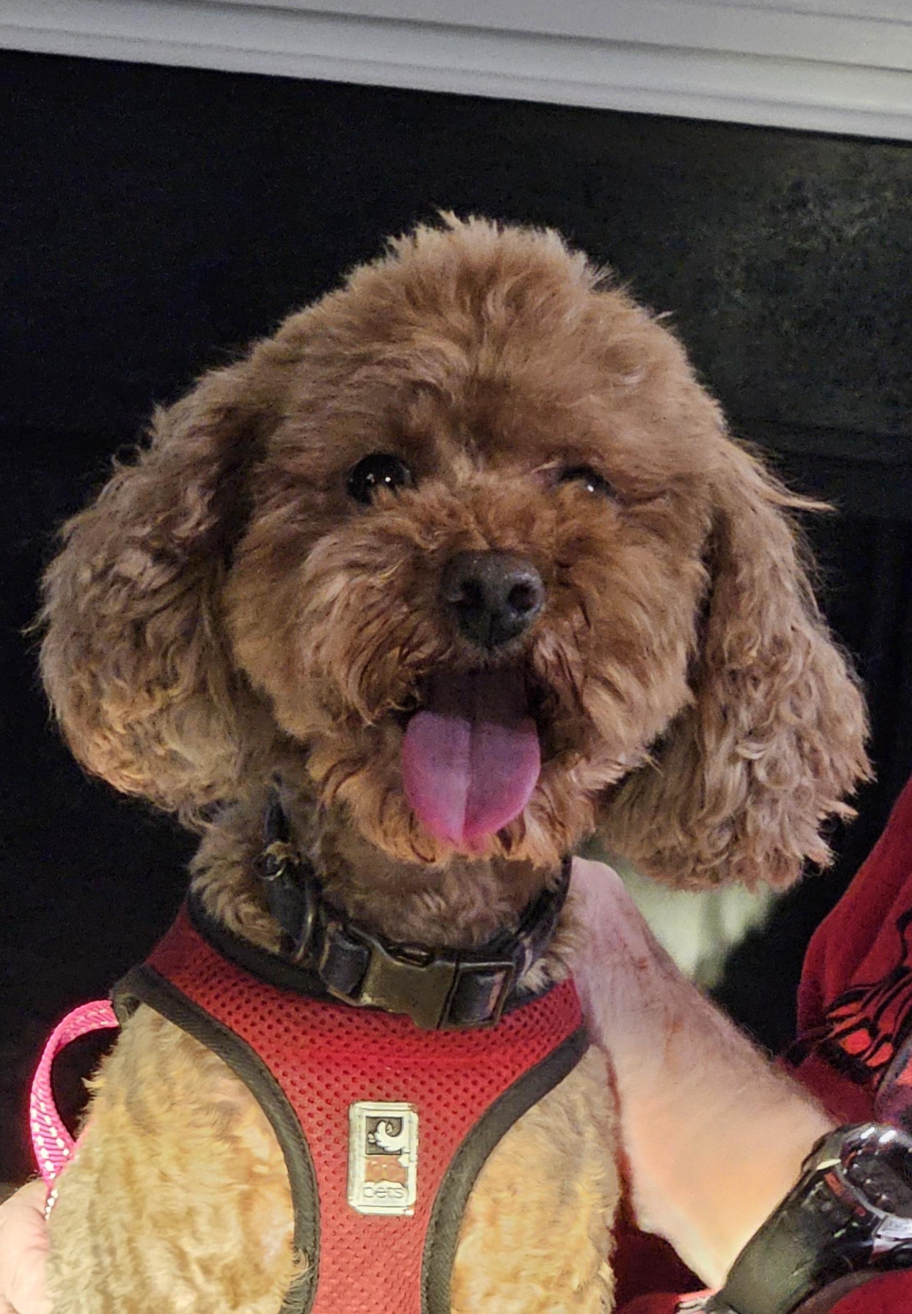 Enlarge Bear, a Adoptable mixed breed in Ellicott City, MD image 2/2