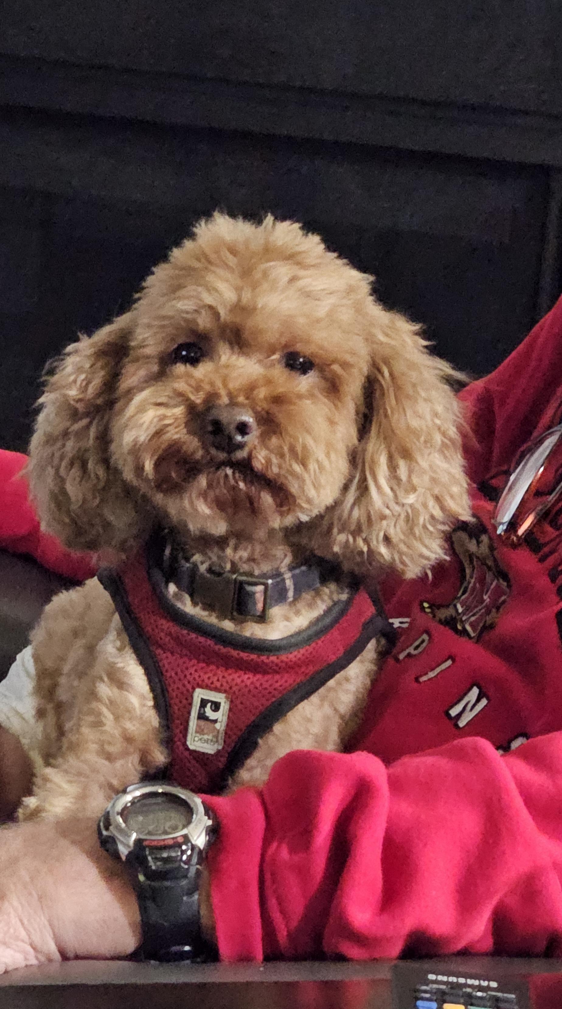 Bear, Adoptable, Adult Male Miniature Poodle & Mixed Breed.