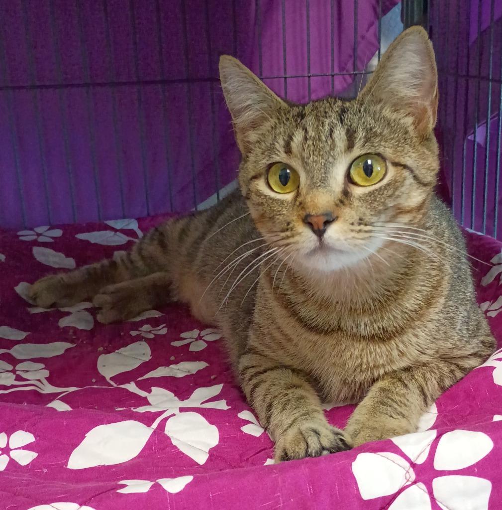 Enlarge Toot, a Adoptable mixed breed in Hamilton, OH image 2/2