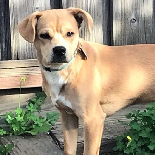 Dipper, Adoptable, Adult Male Terrier.