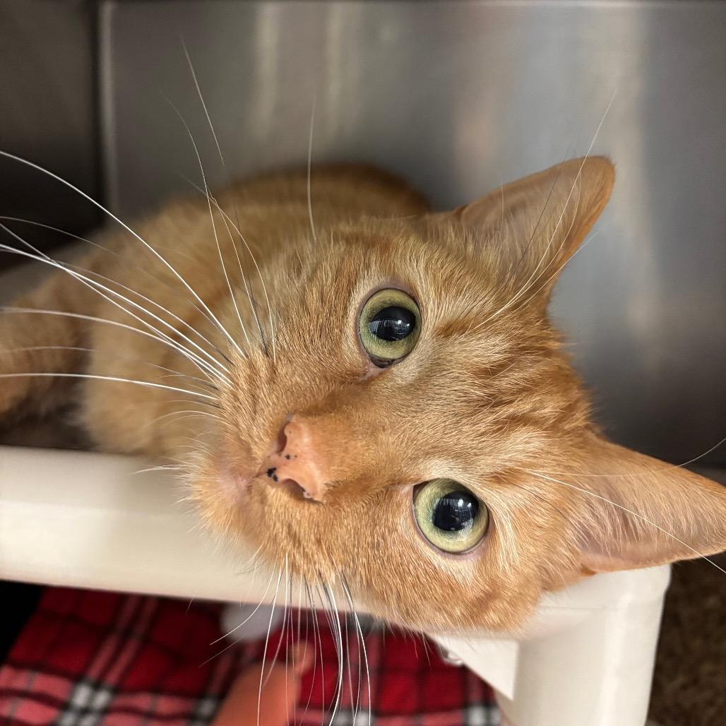 Enlarge Clem, a Adoptable Domestic Short Hair in Chippewa Falls, WI image 1/1