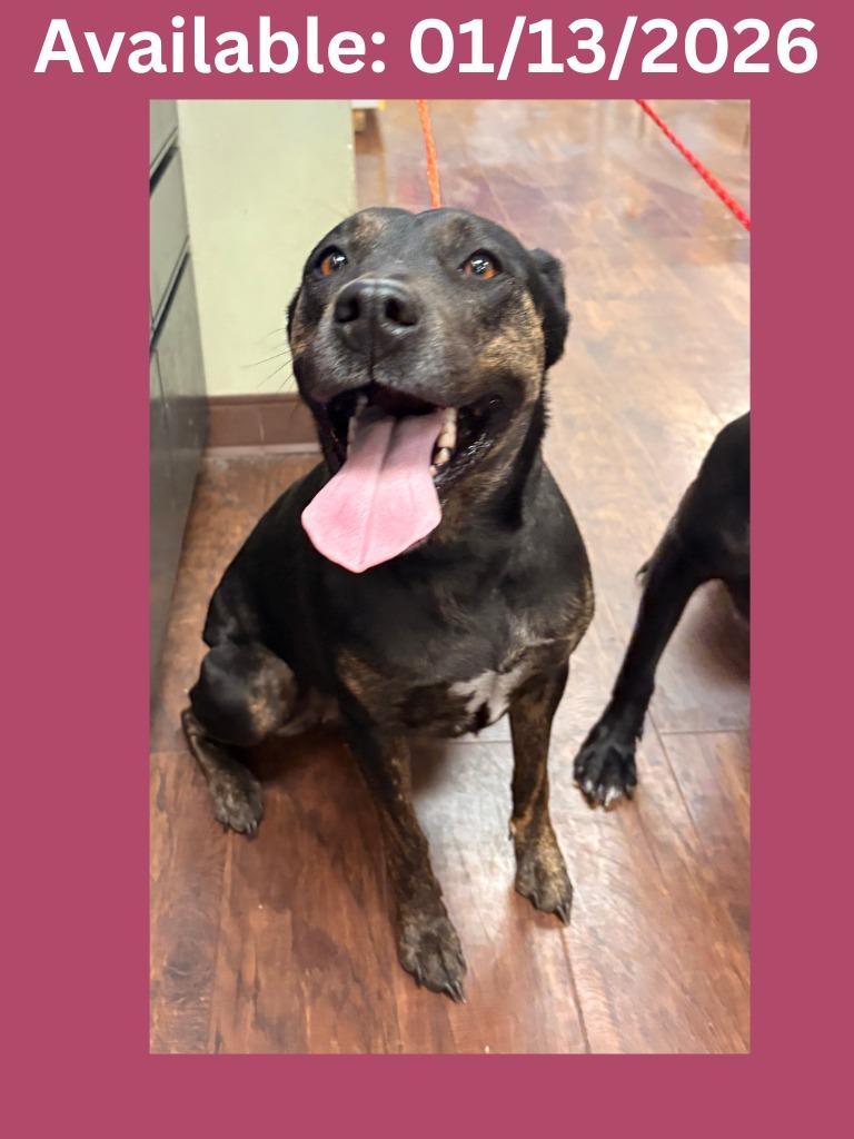 Dog Kennel #37 Harley Quinn, Adoptable, Adult Female Pit Bull Terrier & Mixed Breed.