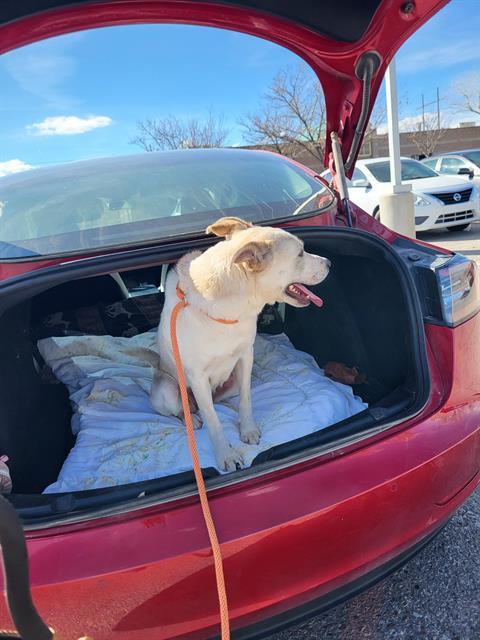 Enlarge LOLA, a Adoptable mixed breed in Albuquerque, NM image 1/1