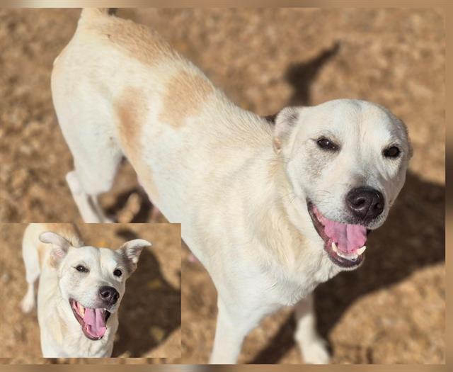Enlarge LOLA, a Adoptable mixed breed in Albuquerque, NM image 2/2