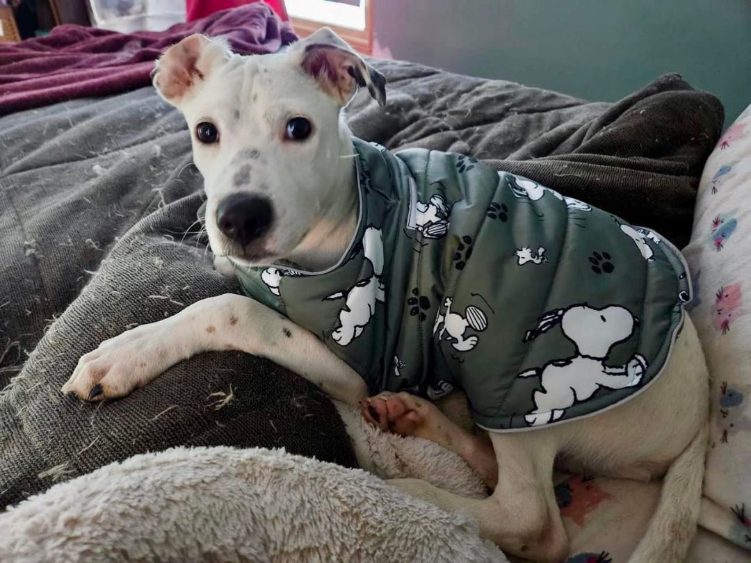 Pendleton, Adopted, Puppy Male Boxer & Australian Cattle Dog / Blue Heeler.