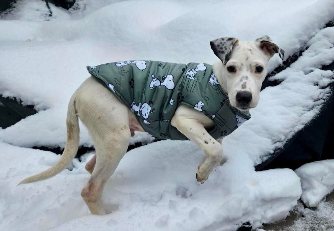 Pendleton, a Adopted mixed breed in Griswold, CT image 2/6