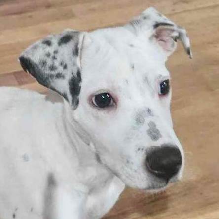 Pendleton, a Adopted mixed breed in Griswold, CT image 3/6