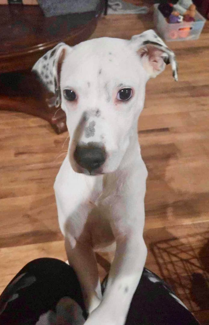 Pendleton, a Adopted mixed breed in Griswold, CT image 4/6