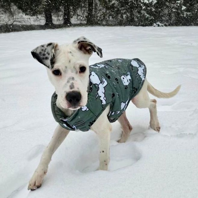 Pendleton, a Adopted mixed breed in Griswold, CT image 5/6