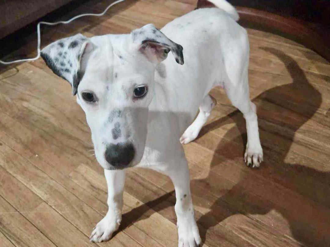 Pendleton, a Adopted mixed breed in Griswold, CT image 6/6