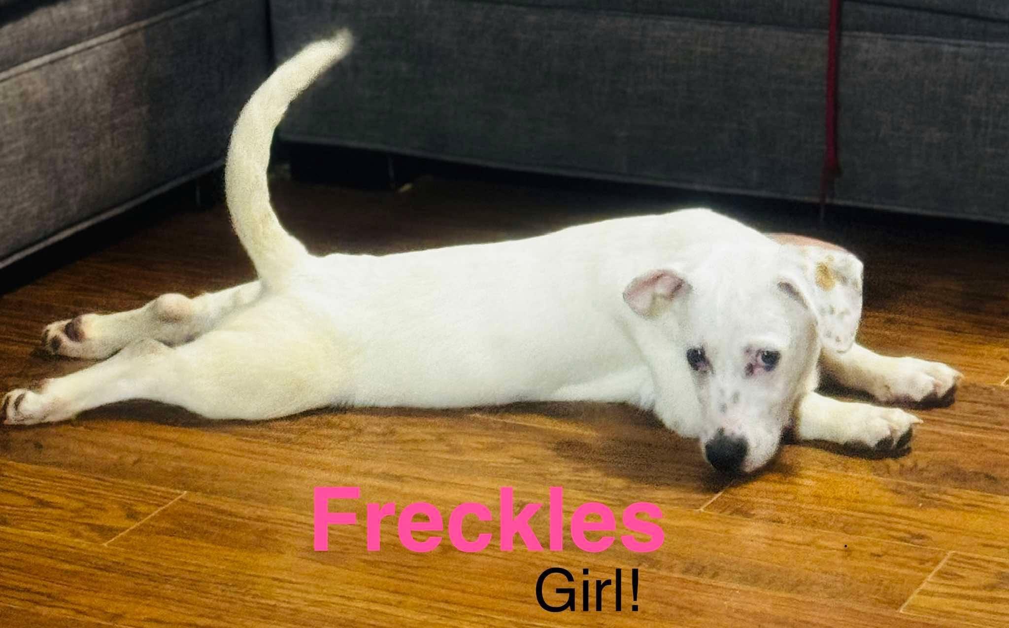 Enlarge Freckles, a ADOPTABLE mixed breed in New Smyrna Beach, FL image 1/1