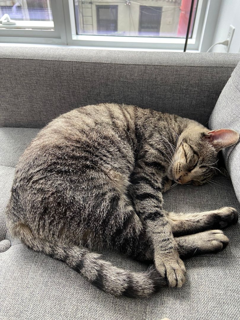 Enlarge Justin, a Adoptable Domestic Short Hair in New York, NY image 1/8