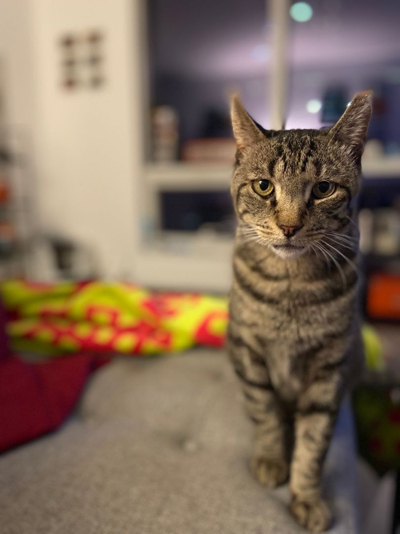 Enlarge Justin, a Adoptable Domestic Short Hair in New York, NY image 4/8