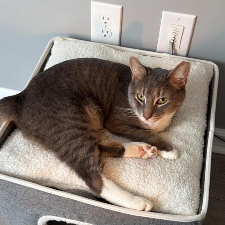 Algernon, Adoptable, Adult Male Domestic Short Hair.