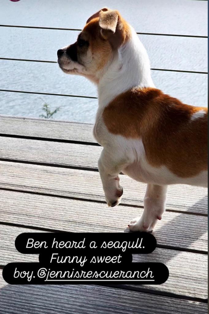 Ben, a Adoptable mixed breed in Tacoma, WA image 4/4