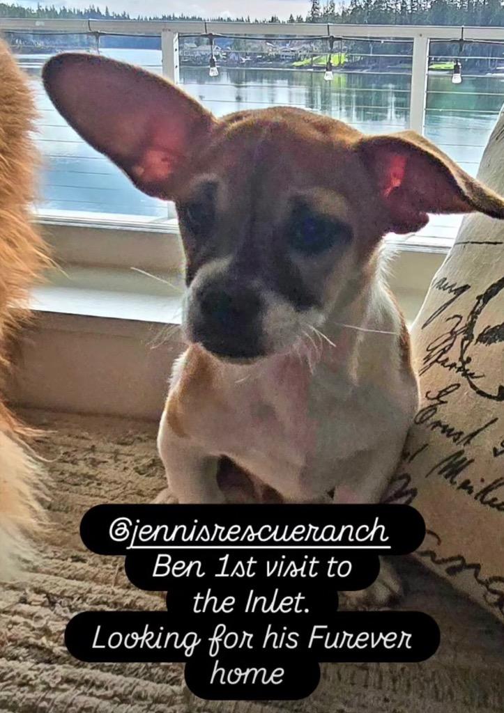 Ben, a Adoptable mixed breed in Tacoma, WA image 3/4