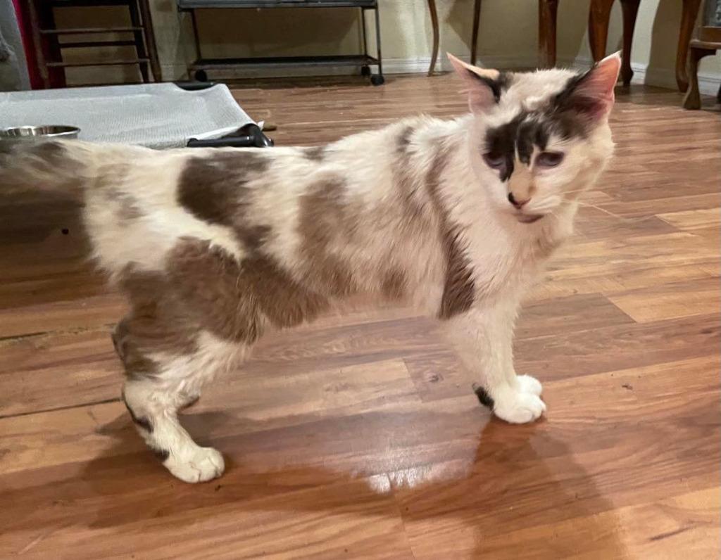 Leighanne, Adoptable, Senior Female Domestic Short Hair.