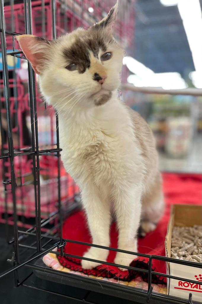 Leighanne, a Adoptable mixed breed in Orlando, FL image 2/2