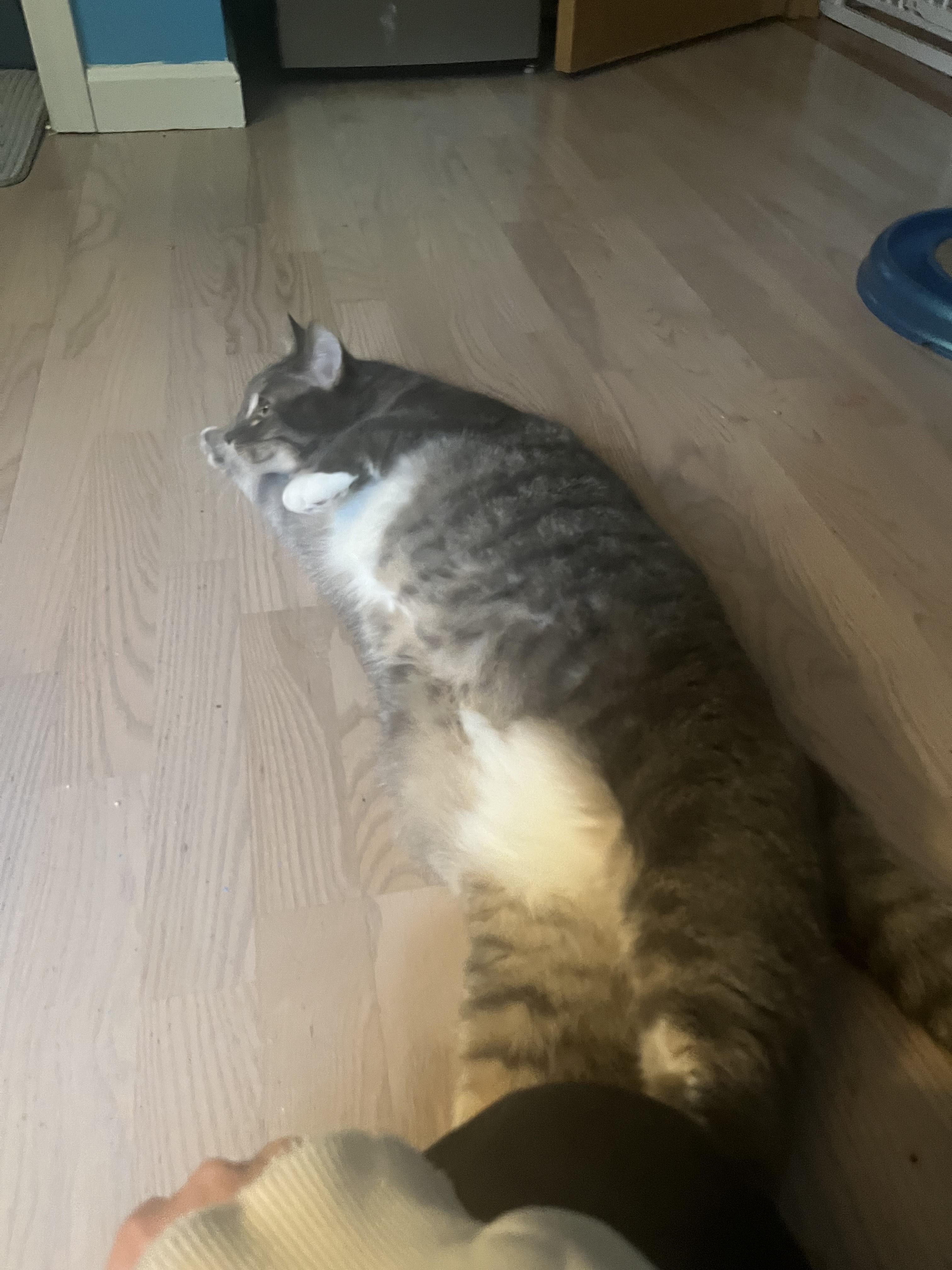 Enlarge Atticus (aka Addie) - See My Video!, a Adoptable Domestic Short Hair in Vernon, VT image 3/4