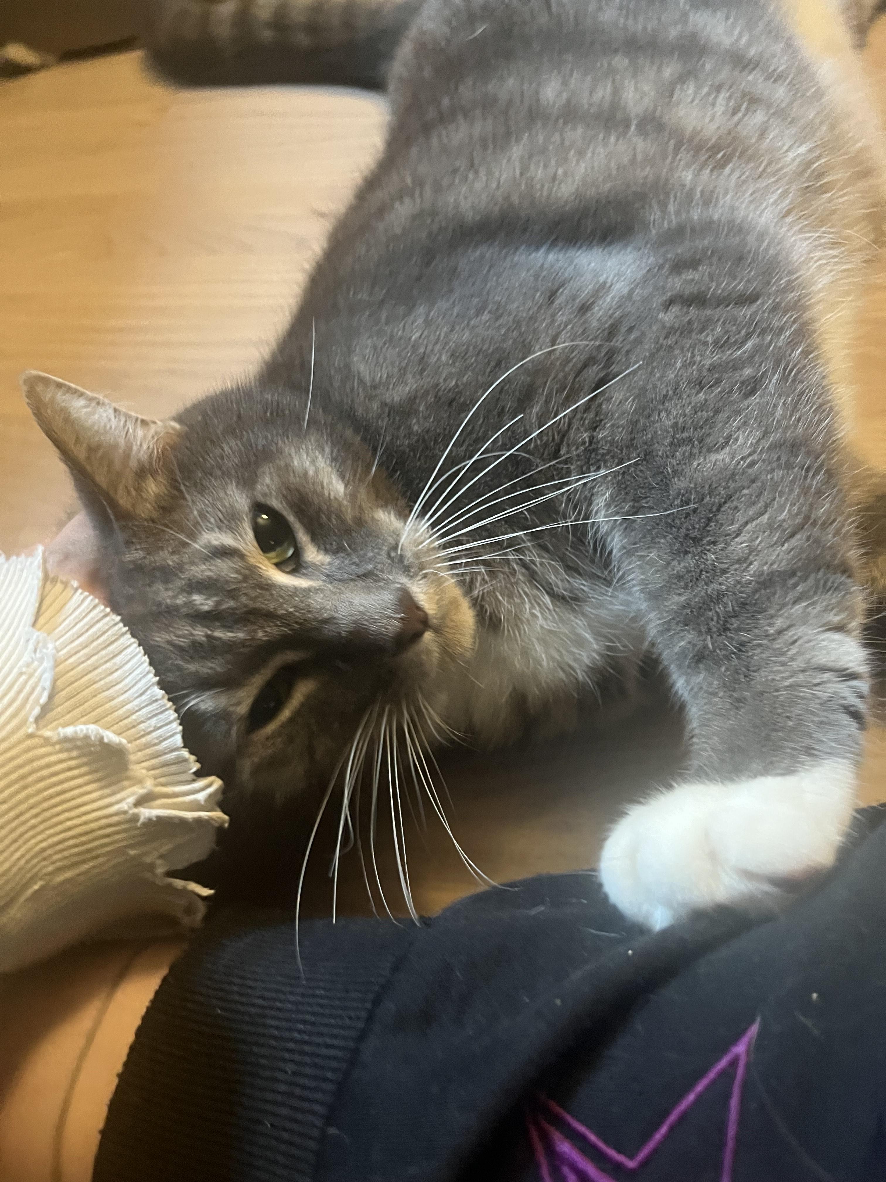 Enlarge Atticus (aka Addie) - See My Video!, a Adoptable Domestic Short Hair in Vernon, VT image 2/4