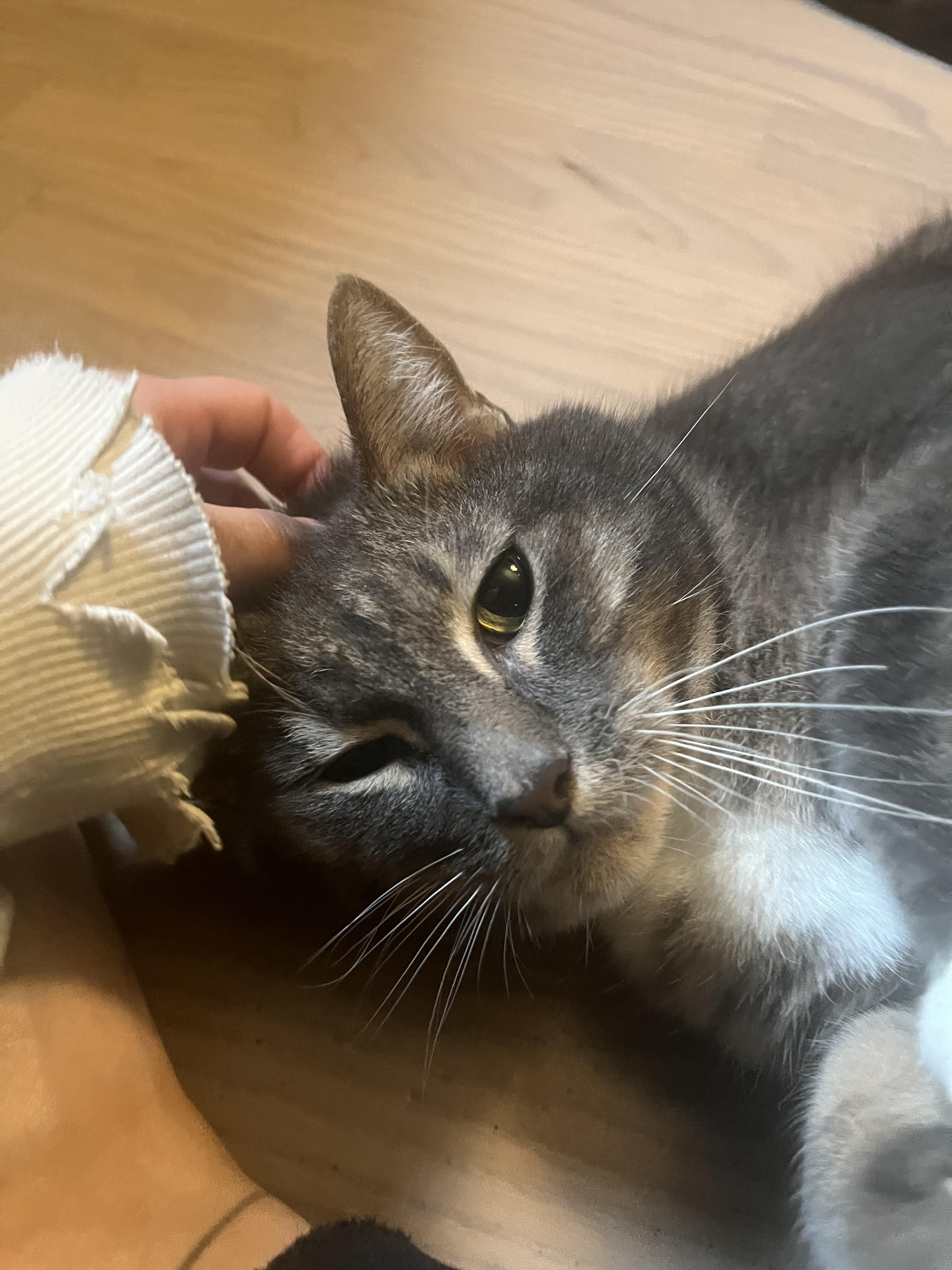 Atticus (aka Addie) - See My Video!, Adoptable, Adult Male Domestic Short Hair.