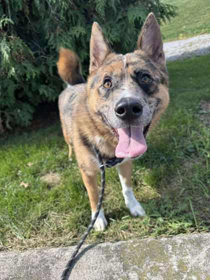 Enlarge Tiger Lily, a Adopted Mixed Breed in Erie, PA image 1/1