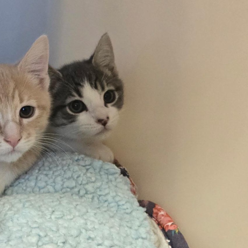 Enlarge Parmesan, a ADOPTABLE mixed breed in The Dalles, OR image 3/3