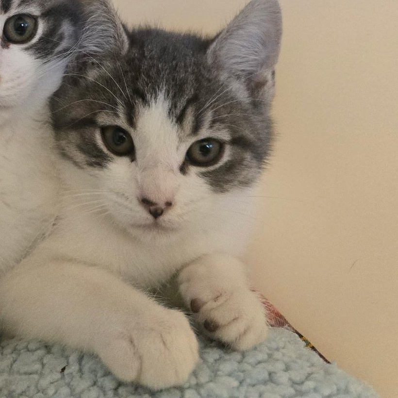 Enlarge Parmesan, a ADOPTABLE mixed breed in The Dalles, OR image 1/3