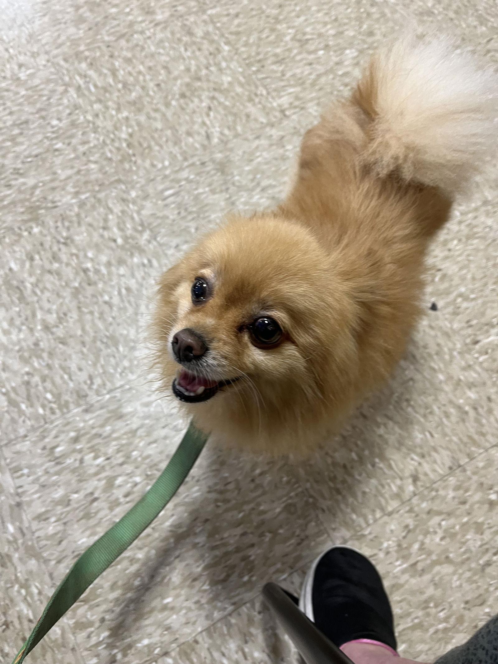 Gizmo, Adopted, Adult Male Pomeranian.