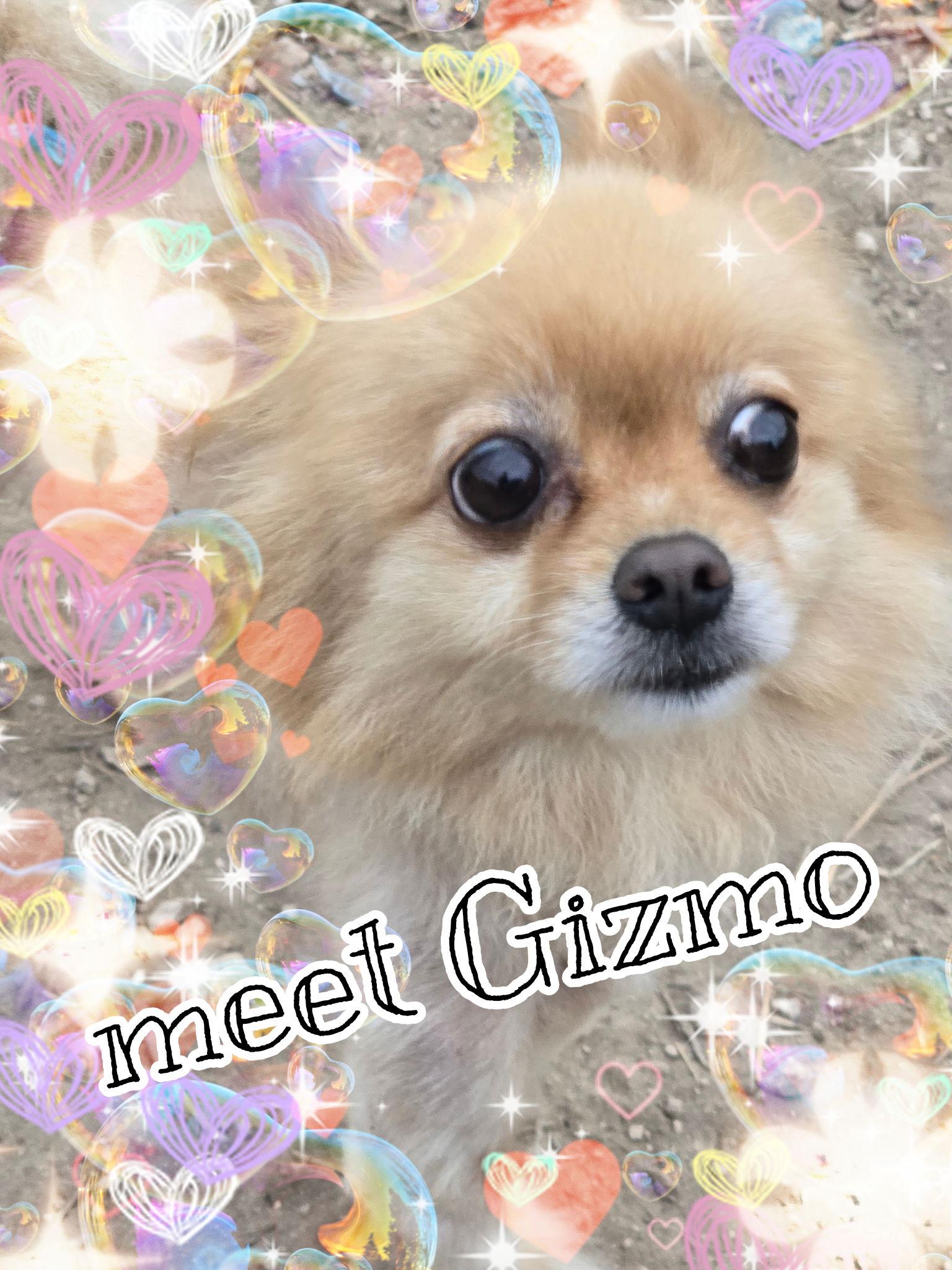Enlarge Gizmo, a Adopted Pomeranian in San Antonio, TX image 2/3