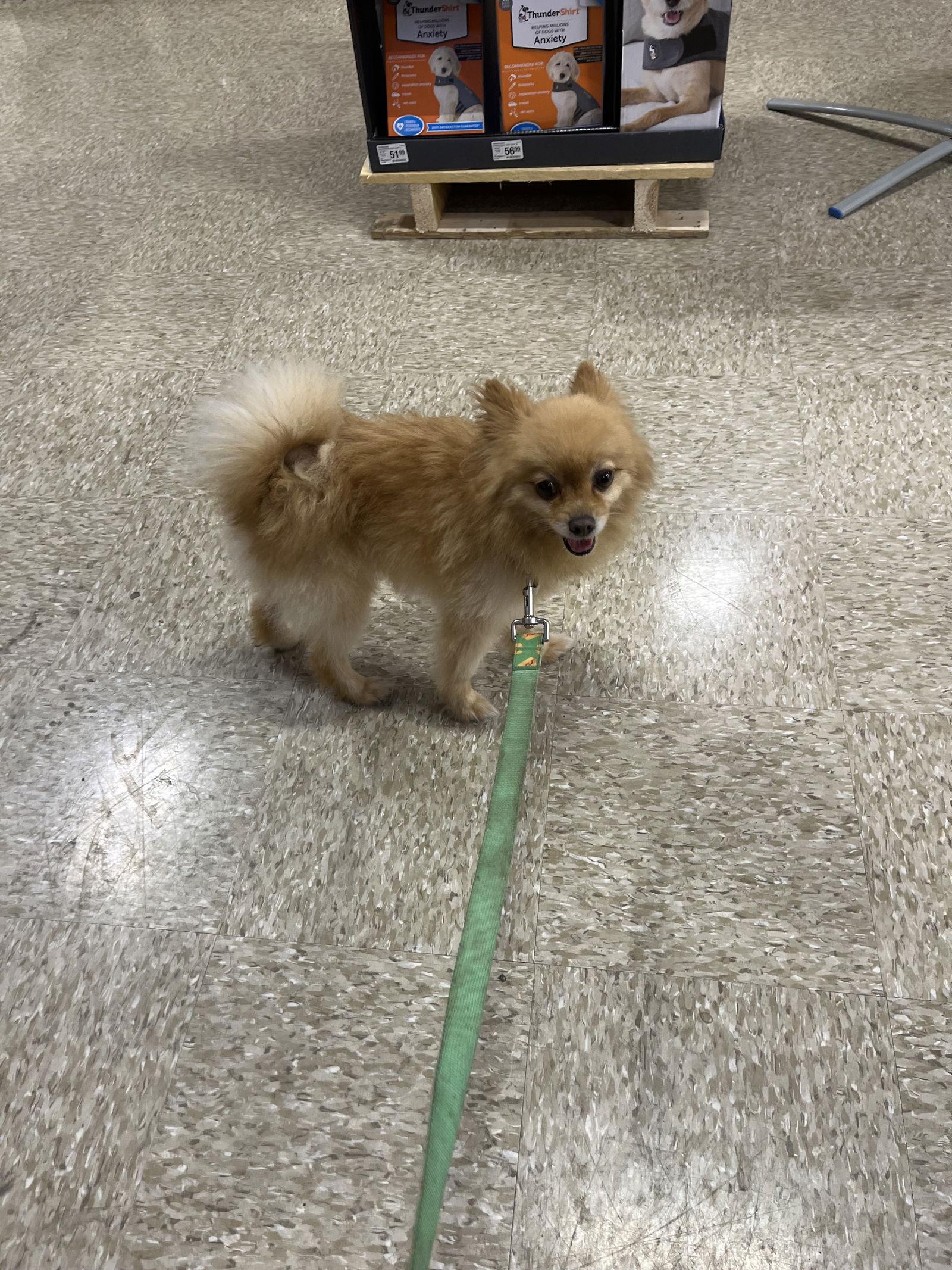 Enlarge Gizmo, a Adopted Pomeranian in San Antonio, TX image 3/3