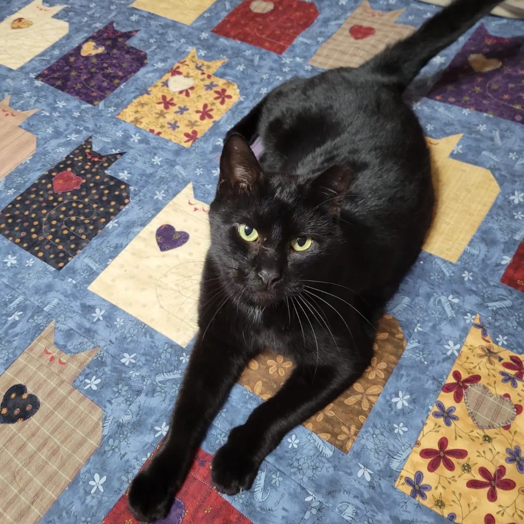 Noir, a Adopted mixed breed in Orlando, FL image 1/7