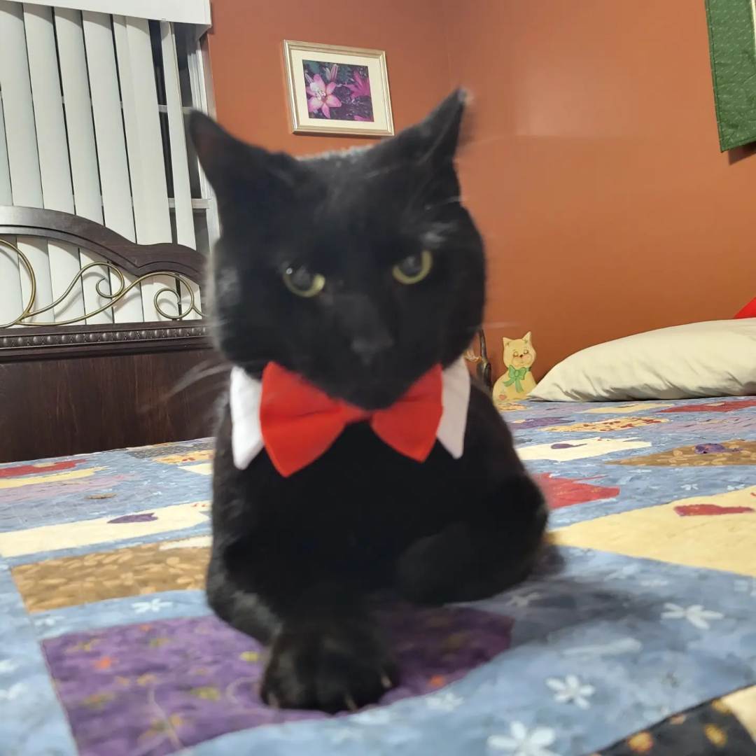 Noir, a Adopted mixed breed in Orlando, FL image 3/7