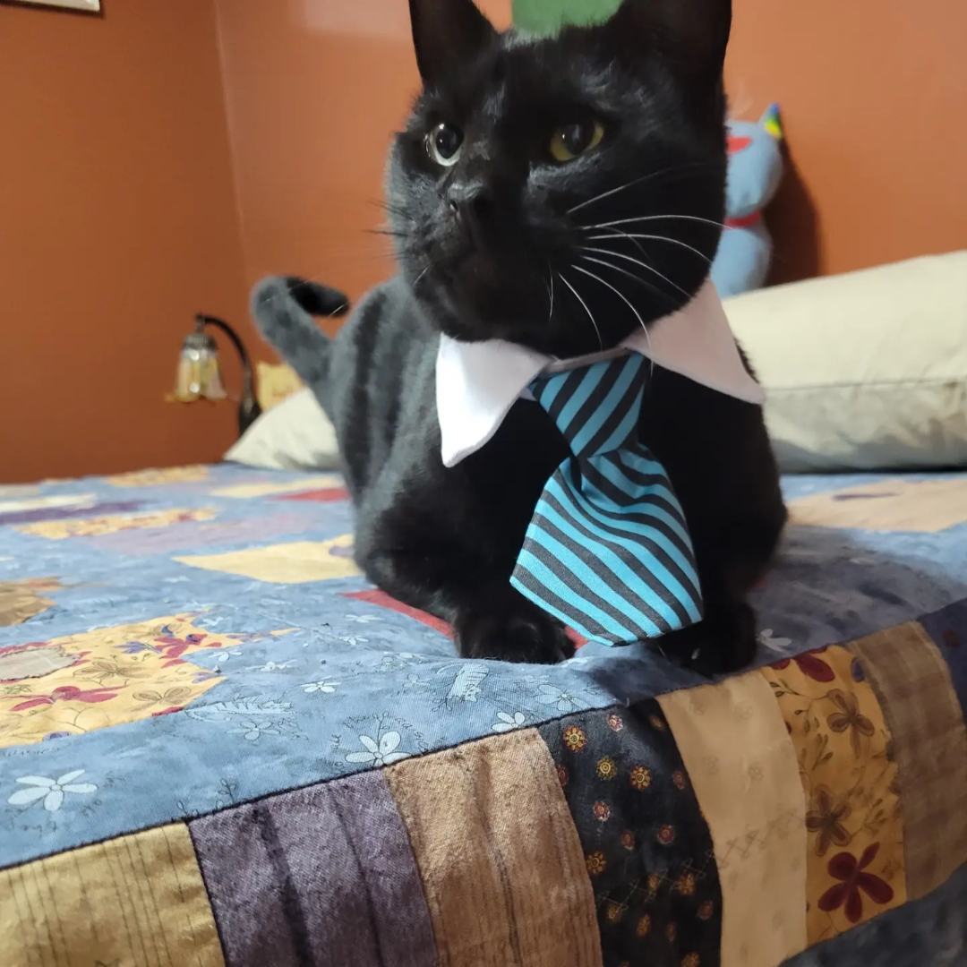 Noir, a Adopted mixed breed in Orlando, FL image 5/7