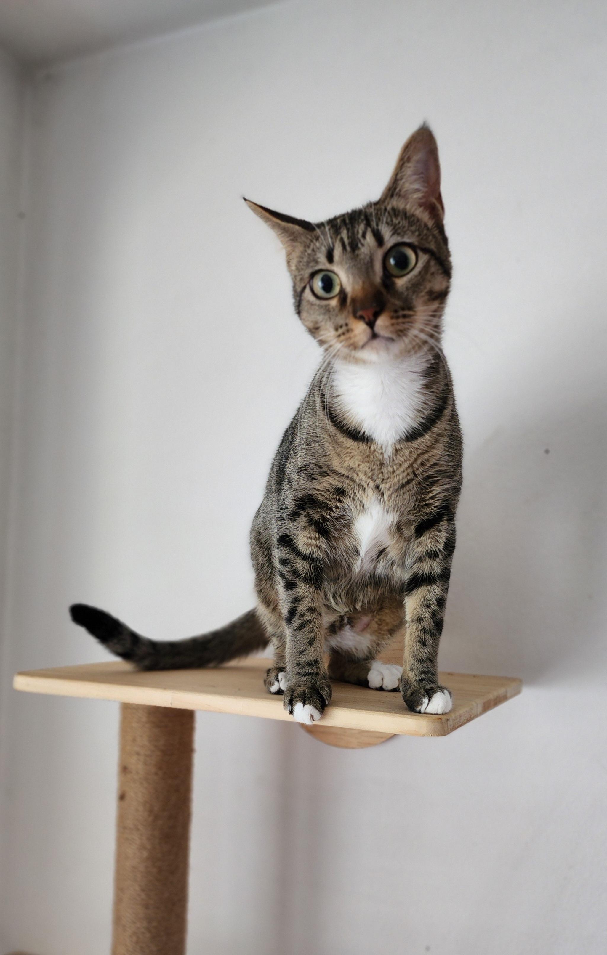 Ophelia, a Adoptable mixed breed in Houston, TX image 1/3