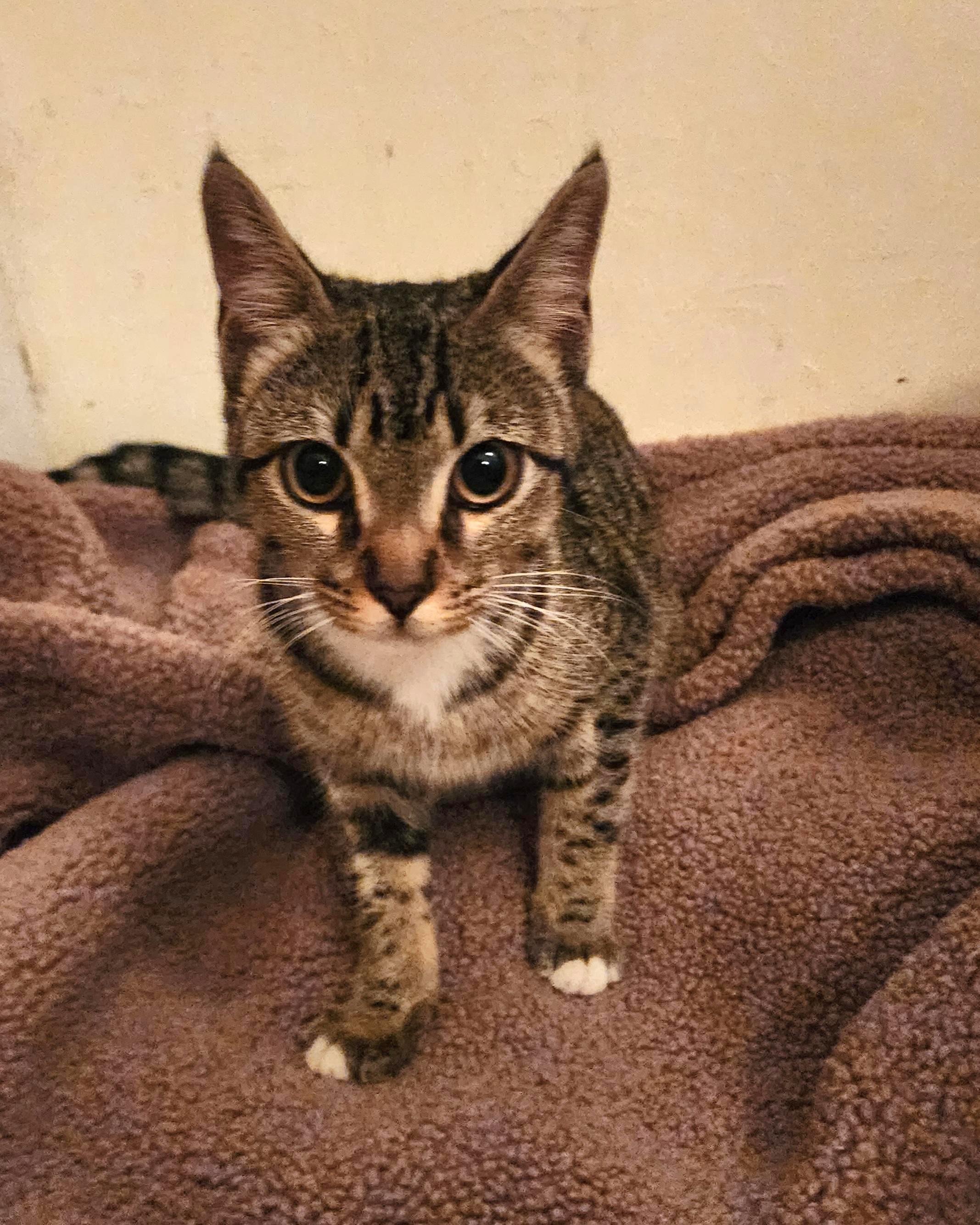 Ophelia, a Adoptable mixed breed in Houston, TX image 2/3