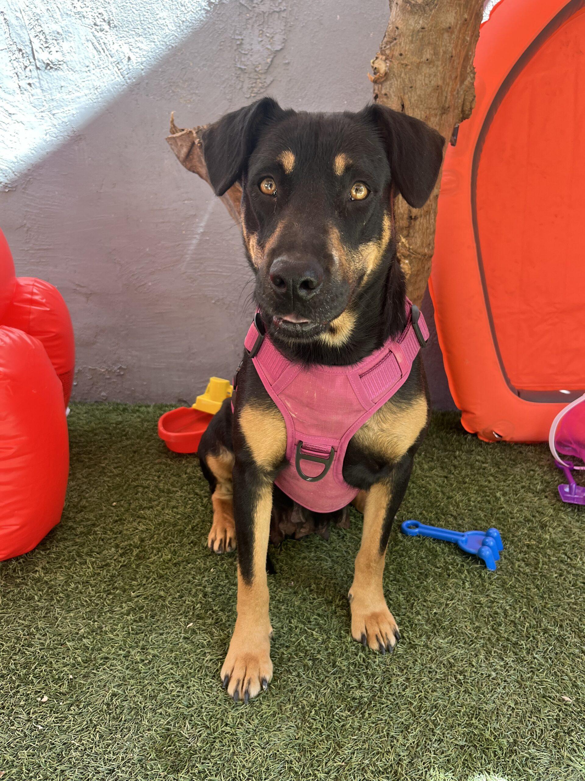 dog-for-adoption-arasha-a-rottweiler-labrador-retriever-mix-in-las