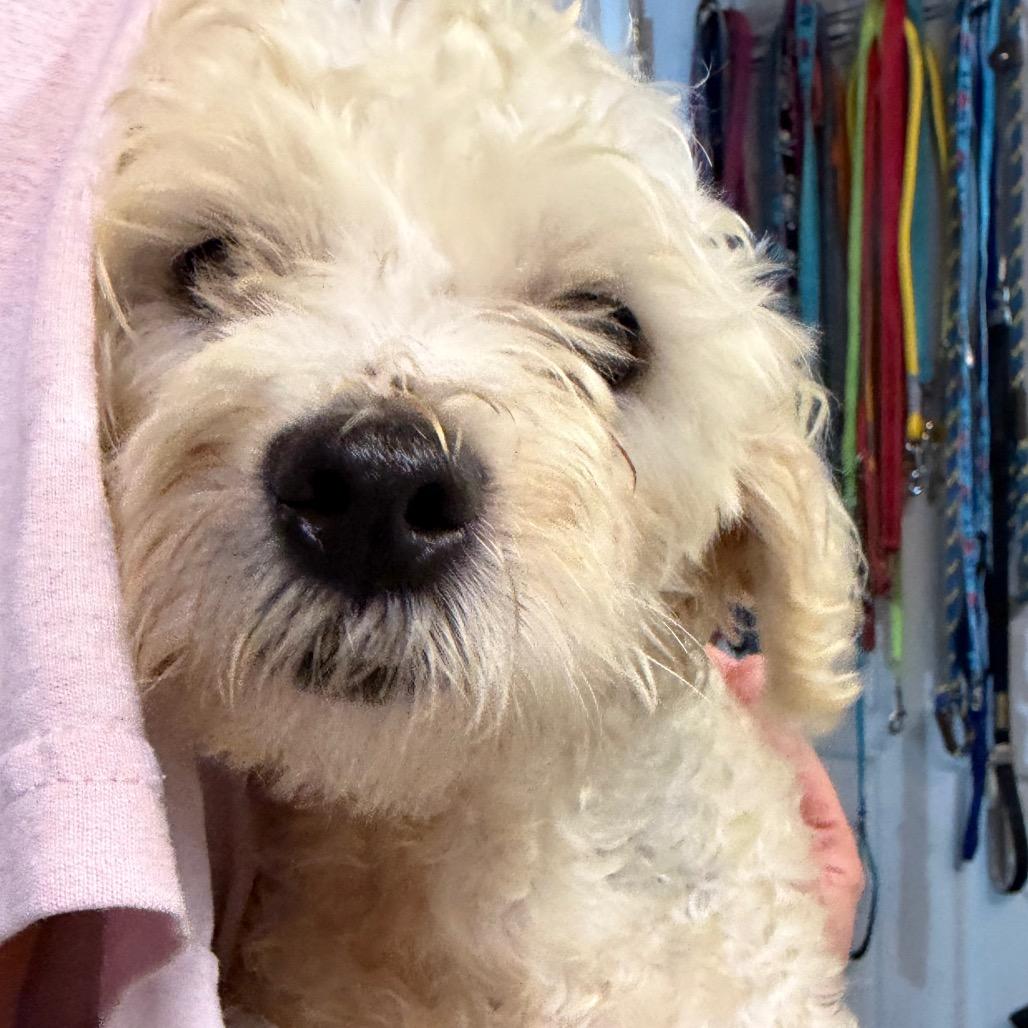 Snow, a Adoptable Maltese in West Chester, PA image 3/3
