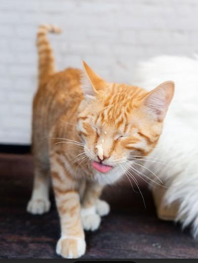 Binx, ADOPTABLE, Young Male Domestic Short Hair.