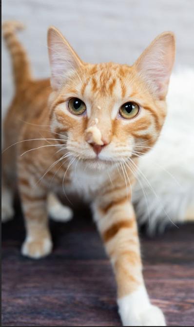 Enlarge Binx, a ADOPTABLE mixed breed in Little Falls, MN image 2/2